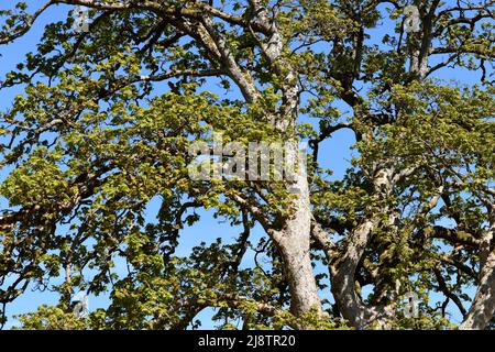 The canopy of a Sycamore Maple. Stock Photo