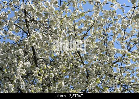 Closeup of the white blossom of a Wild Cherry tree. Stock Photo