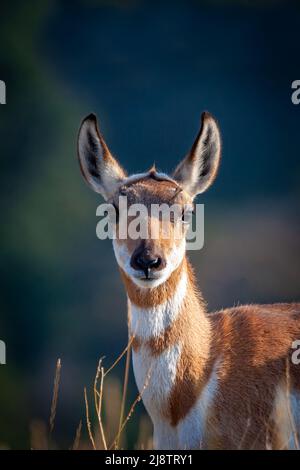 Young Pronghorn Antelope Portrait Stock Photo