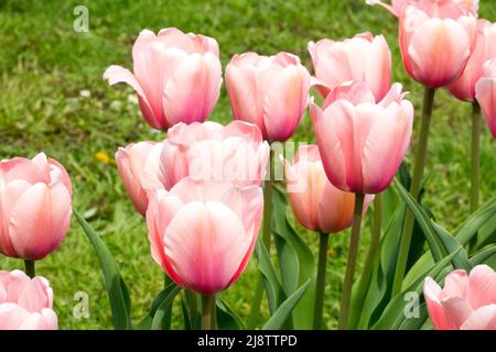 Beautiful pink Tulipa 'Apricot Impression' Tulips salmon colour blooming in a garden flowerbed, may tulip darwin hybrid Stock Photo