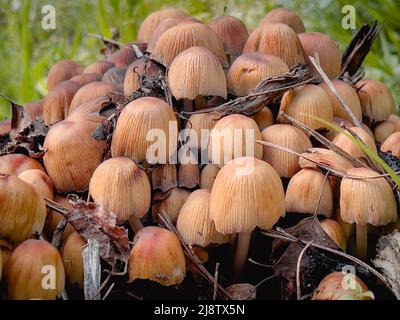 Group of poisonous fyngi mushrooms close up Stock Photo