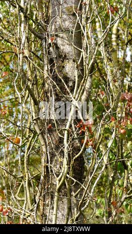The trunk and branches of a Swedish Columnar Aspen. Stock Photo