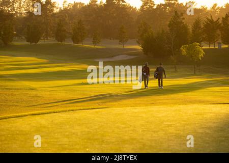 Multiracial young male friends with golf bags walking against trees at golf course during sunset Stock Photo