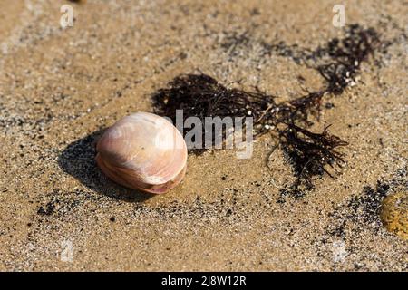 Seashell and seaweed closeup on sand Stock Photo