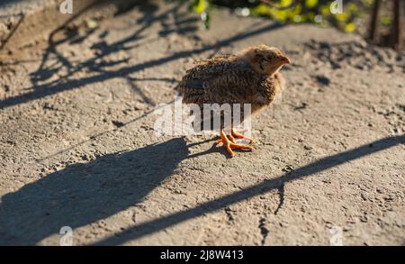 Little chicken hen sunbathing in the sun Stock Photo