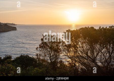 sunrise or sunset over the mediterranean sea, mallorca, spain - some trees in the foreground Stock Photo