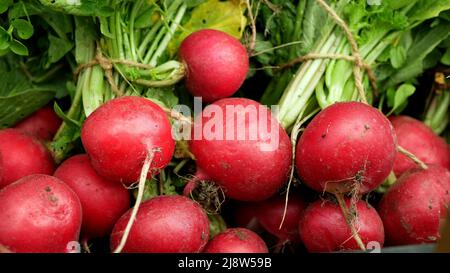 Fresh radish harvest vegetables on the market shop Raphanus raphanistrum sprout grows ground bio farmer farming agricultural farm ecology garden Stock Photo