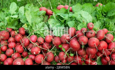 Fresh radish harvest vegetables detail on the market shop Raphanus raphanistrum sprout grows ground bio farmer farming agricultural farm ecology Stock Photo