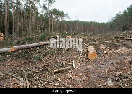 ecological catastrophy. deforestation . illegal deforestation..Deforestation. Logs of sawn trees lies on the ground. Deforestation. Ecological catastr Stock Photo