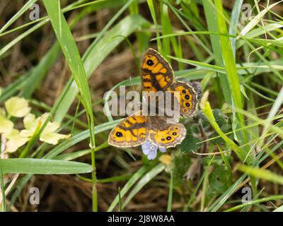 A wall butterfly, Lasiommata megera, also called the wall brown, resting on a flower with its wings open. Stock Photo