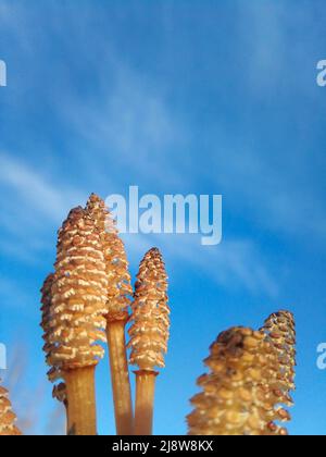 Spore cones of water horsetail emerging from swampy soil against a blue sky background. Stock Photo