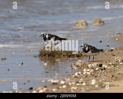 A pair of ruddy turnstone, Arenaria interpres, standing at the waters edge. Stock Photo
