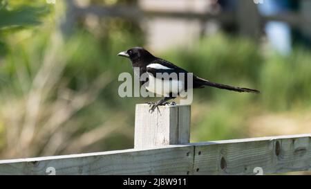 A Eurasian magpie or common magpie, Pica pica, perched on a fence post. Stock Photo