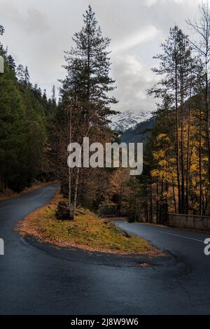 Empty wet road through the forest in autumn rainy day Stock Photo
