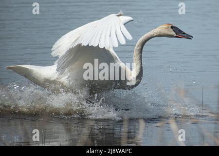 trumpeter swan landing in water Stock Photo