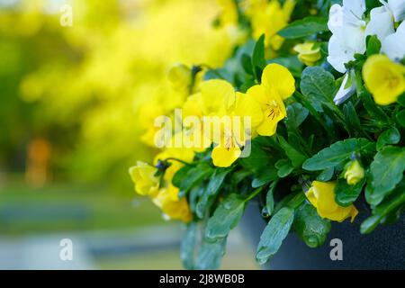 Decorative flower pots with spring flowers viola cornuta in vibrant violet and yellow color, purple yellow pansies in flower pots hanging on a fence i Stock Photo