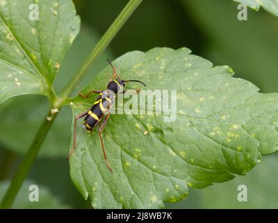 Clytus arietis, a wasp beetle, it is a wasp-mimicking longhorn beetle species in the genus Clytus. Stock Photo