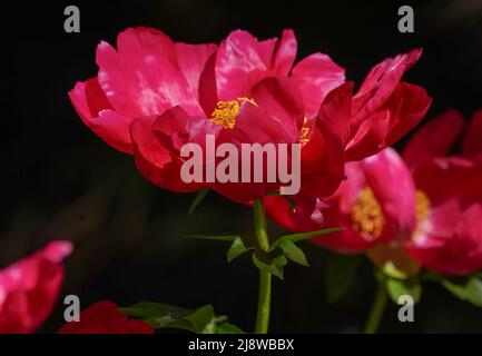 Peony in a dark corner of the garden Stock Photo