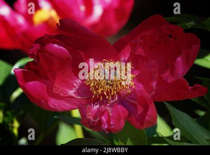 Peony in a dark corner of the garden Stock Photo