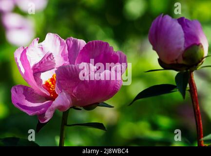 Peony in a dark corner of the garden Stock Photo