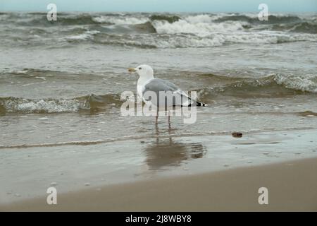 Seagulls open beaks and screams and looking for food on sea waterfront. seagull on the waterfront. Stock Photo
