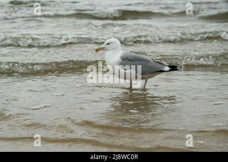 seagulls walk along the seashore.Seagull walking along seashore. Black-headed gull, Chroicocephalus ridibundus, standing on sandy beach by Baltic sea. Stock Photo