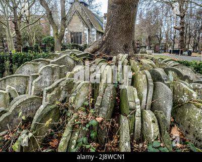 The Hardy Tree.  An Ash tree encircled with graves stones, situated in graveyard of St Pancras Old church. Stock Photo