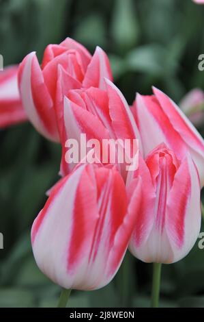 Pink and white Triumph tulips (Tulipa) Mickey Chic bloom in a garden in April Stock Photo