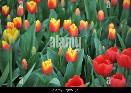 Red and yellow Triumph tulips (Tulipa) Renee Drake bloom in a garden in ...