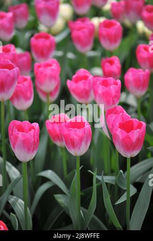 Pink and white Darwin Hybrid tulips (Tulipa) Momotaro bloom in a garden in March Stock Photo