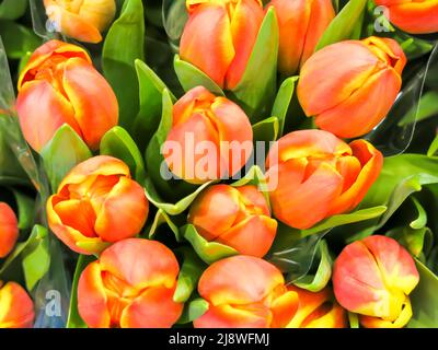 Fresh Cut Tulips Stock Photo