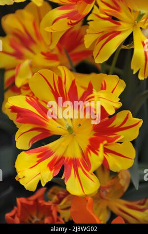 Yellow and red peony-flowered Double Early tulips (Tulipa) Monsella bloom in a garden in April Stock Photo