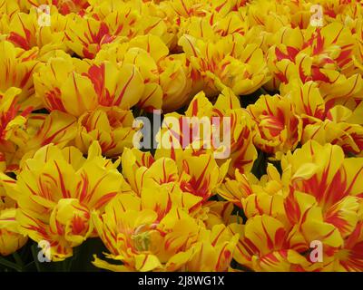 Yellow and red peony-flowered Double Early tulips (Tulipa) Monsella bloom in a garden in March Stock Photo