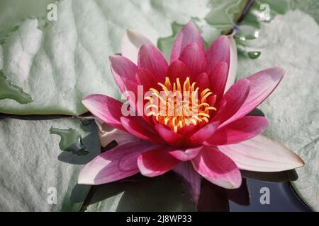 Red water lily flower and leaves with water on them. Top view Stock Photo