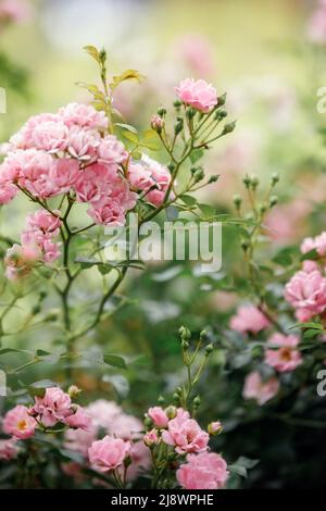 Beautiful close up photo of a lots of small flowers, pink rose flower heads, in the nice light bokeh background. Gift card, there is free space for te Stock Photo