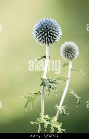 Healing herbs. Eryngium planum. Blue Sea, violet holly healthcare flowers. soft focus, macro view Stock Photo