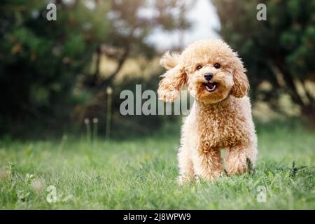 A smiling little puppy of a light brown poodle in a beautiful green meadow is happily running towards the camera. Cute dog and good friend. Free space Stock Photo