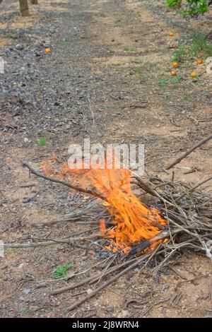 Close-up of a bonfire or campfire in orange flames ready to prepare a country barbecue in a rural area. Image with copy space Stock Photo