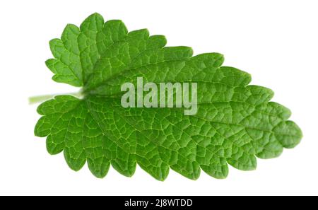 Lemon balm isolated on white background. Clipping path. Melissa plant. Fresh green leaf mint Stock Photo