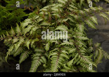 Close up of the fern Athyrium niponocum see in natural light. Stock Photo