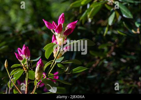 Rhododendron blooming in the Rhododenron valley at Abackarna, the city park along Motala river in Norrkoping, Sweden Stock Photo