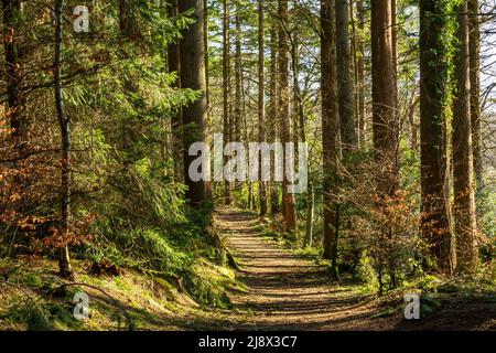 Trails around Dalbeattie town woods in the afternoon light.  Dalbeattie, Dumfries and Galloway, Scotland. Stock Photo
