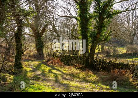 Trails around Dalbeattie town woods in the afternoon light.  Dalbeattie, Dumfries and Galloway, Scotland. Stock Photo