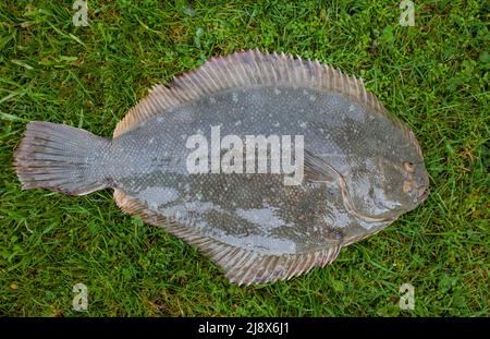 Greenback Flounder (Rhombosolea tapirina) from New Zealand waters. Green dorsal scales and off-white ventral scales (underside). Stock Photo