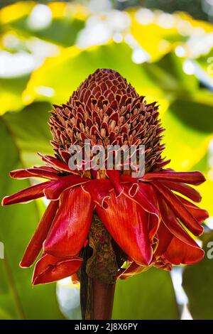Beautiful large red torch ginger growing in the rain forest along the road to hana. Stock Photo