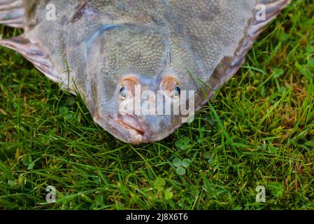 Greenback Flounder (Rhombosolea tapirina) from New Zealand waters. Green dorsal scales and off-white ventral scales (underside). Stock Photo