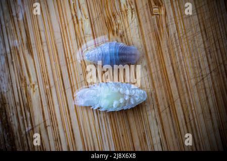 Sea Lice on Flounder Species in New Zealand waters. There are 11 Flounder species. These parasitic sea lice attach themselves to fish. Stock Photo