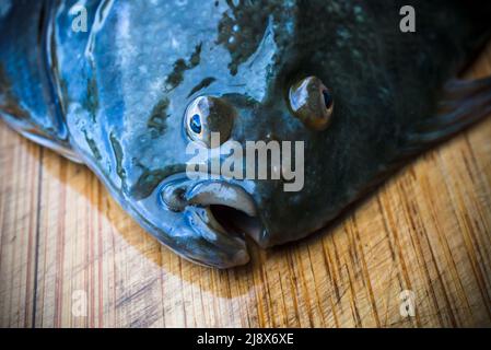 Flounder fish hi-res stock photography and images - Alamy