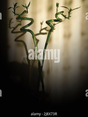 The bamboo in the vase Stock Photo