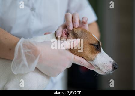 The veterinarian examines the dog's ears. Jack Russell Terrier Ear Allergy. Stock Photo